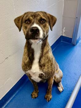 Arlo -  Boxer Dog for Adoption in Lancaster, South Carolina - Arlo | PetCurious
