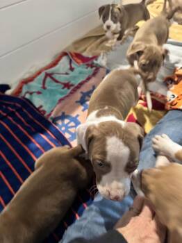 Mixed Breed Dogs Available for Adoption - Triver | PetCurious