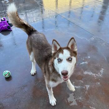 Rescue Husky Dogs for Adoption in Palm Springs, California - Mindy | PetCurious