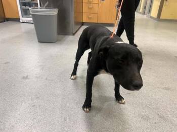KANGAROO -  Border Collie and Bull Terrier Dog for Adoption in Tustin, California - KANGAROO | PetCurious