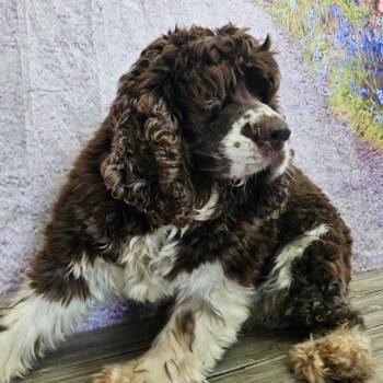 Rocket -  Cocker Spaniel Dog for Adoption in Normal, Illinois - Rocket | PetCurious