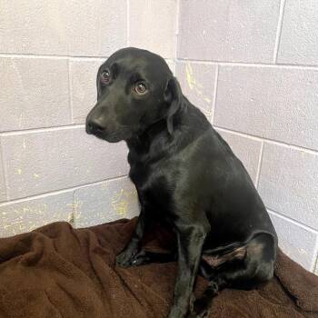Carl -  Black Labrador Retriever Dog for Adoption in Grass Valley, California - Carl | PetCurious