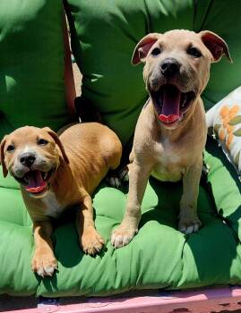 Biscuit & Gravy -  Pit Bull Terrier Dog for Adoption in Buffalo, New York - Biscuit & Gravy | PetCurious