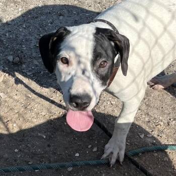 Azure -  Boxer Dog for Adoption in Sarasota, Florida - Azure | PetCurious