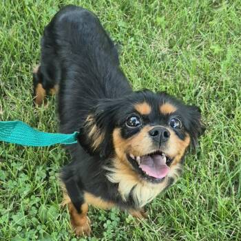 Pepper -  Cavalier King Charles Spaniel Dog for Adoption in Cincinnati, Ohio - Pepper | PetCurious