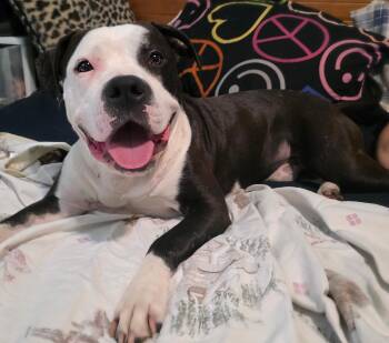 Rescue Terrier Dogs for Adoption in Northville, Michigan - Chase | PetCurious