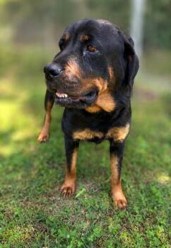 Letty -  Rottweiler Dog for Adoption in Russellville, Kentucky - Letty | PetCurious