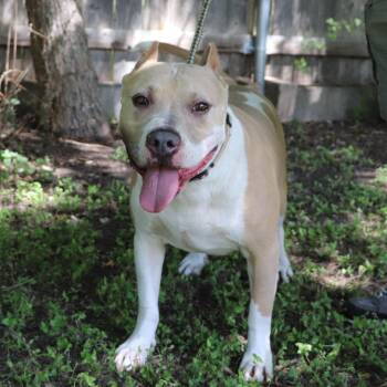Leo -  Pit Bull Terrier Dog for Adoption in San Antonio, Texas - Leo | PetCurious
