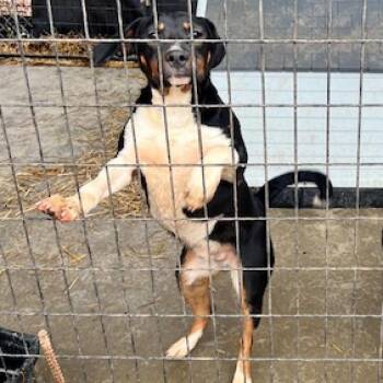 Rubble -  Rat Terrier Dog for Adoption in Wilmington, Delaware - Rubble | PetCurious