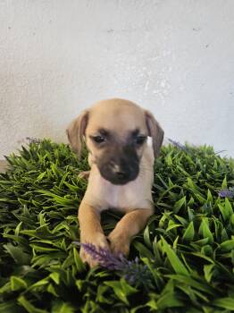 Echo -  Terrier Dog for Adoption - Echo | PetCurious