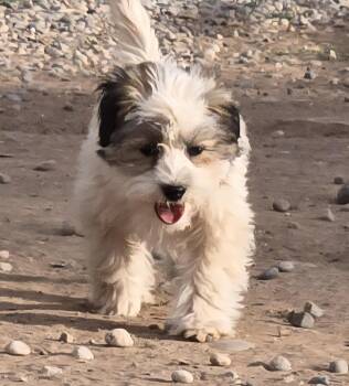 Poodle and Shih Tzu Dogs Available for Adoption in Peralta, New Mexico - **LOCKET - Bio Below | PetCurious