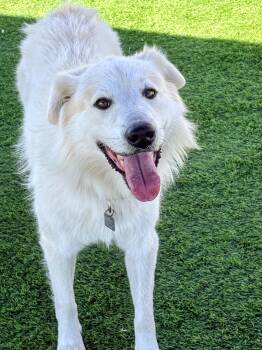 Ace -  Flat Coated Retriever and Great Pyrenees Dog for Adoption in Evergreen, Colorado - Ace | PetCurious