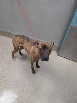 MONA STANGLEY -  Pit Bull Terrier Dog for Adoption in Las Vegas, Nevada - MONA STANGLEY | PetCurious