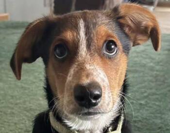 Two -  Mixed Breed Dog for Adoption in Olean, New York - Two | PetCurious