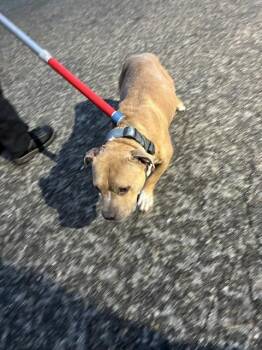 KIMBO -  Pit Bull Terrier Dog for Adoption in Tallahassee, Florida - KIMBO | PetCurious
