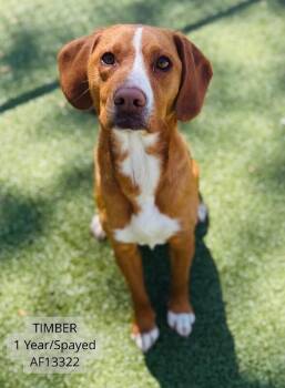Beagle and Mixed Breed Dogs Available for Adoption - Timber | PetCurious