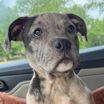 Ripley -  American Bully Dog Available for Adoption in Daphne, Alabama - Ripley | PetCurious