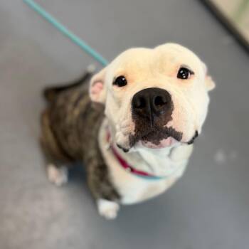 Penelope -  Mixed Breed Dog for Adoption in Sarasota, Florida - Penelope | PetCurious