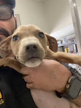 Pit Bull Terrier Dogs Available for Adoption - Cherry | PetCurious