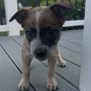 Australian Cattle Dog Blue Heeler and Mixed Breed Dogs Available for Adoption in Fredericksburg, Virginia - Beony | PetCurious