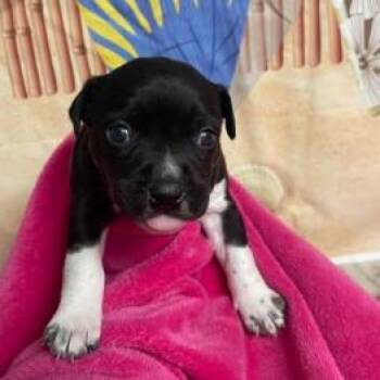 Cattle Dog and Mixed Breed Dogs Available for Adoption in Fort Collins, Colorado - Fred | PetCurious