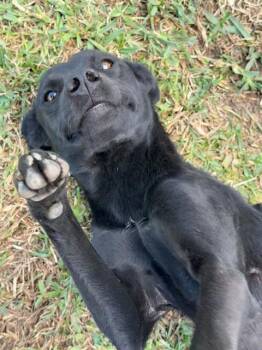 Rescue Rhodesian Ridgeback Dogs for Adoption in Las Vegas, Nevada - Romy | PetCurious