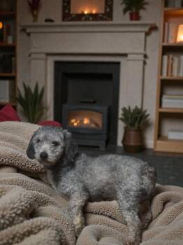 Poodle Dogs Available for Adoption - Justin Credible | PetCurious