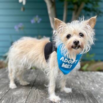 Rescue Terrier Dogs for Adoption in Pacific Grove, California - Agatha | PetCurious