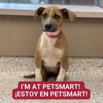Rescue Mixed Breed Dogs for Adoption in Carrollton, Texas - Turkey | PetCurious