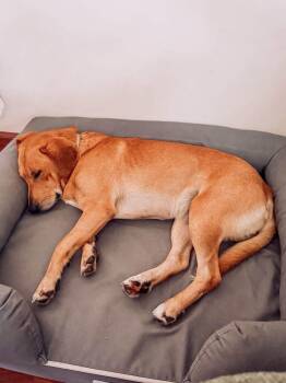 Weller -  Labrador Retriever Dog for Adoption in Germantown, Ohio - Weller | PetCurious