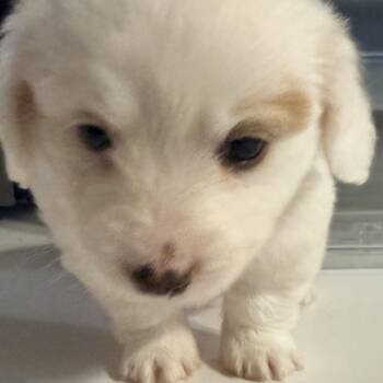 Fozzy -  Mixed Breed Dog for Adoption in Bismarck, North Dakota - Fozzy | PetCurious
