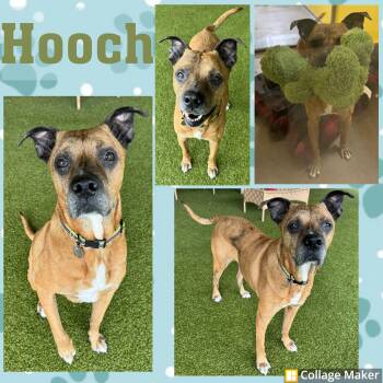 Boxer Dogs Available for Adoption in Clearfield, Pennsylvania - Hooch | PetCurious