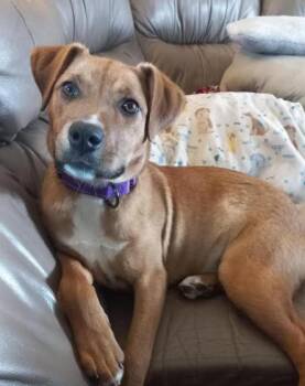 Cannoli -  Rhodesian Ridgeback Dog for Adoption in Brooklyn Center, Minnesota - Cannoli | PetCurious