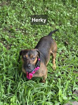 Herky -  Chiweenie Dog for Adoption in Wever, Iowa - Herky | PetCurious