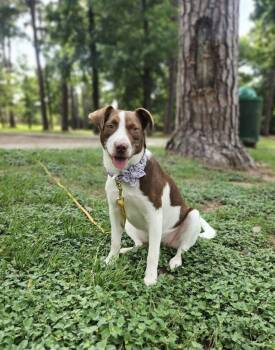 Evie -  Mixed Breed Dog for Adoption in The Woodlands, Texas - Evie | PetCurious