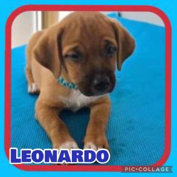 Leonardo -  Chihuahua and Terrier Dog for Adoption in Ringwood, New Jersey - Leonardo | PetCurious