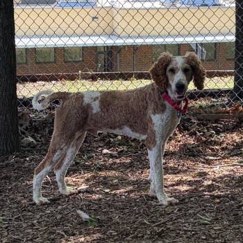 Standard Poodle Dogs Available for Adoption in Nashville, Tennessee - Popple | PetCurious