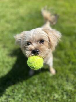 Rescue Yorkshire Terrier Dogs for Adoption in Graham, Washington - MOLLY | PetCurious