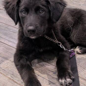 Peggy -  Husky and Shepherd Dog for Adoption in Hawkestone, Ontario - Peggy | PetCurious