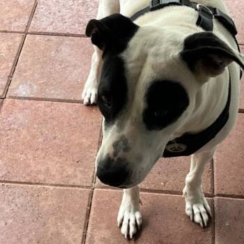 Jessie -  Shepherd and Labrador Retriever Dog for Adoption in Woodstock, Ontario - Jessie | PetCurious