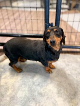 Gypsy -  Dachshund Dog for Adoption in Severance, Colorado - Gypsy | PetCurious