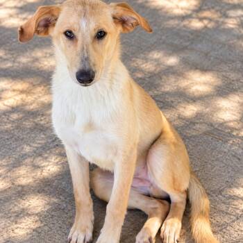Bodie P46286 -  Labrador Retriever and Border Collie Dog for Adoption in Corsicana, Texas - Bodie P46286 | PetCurious