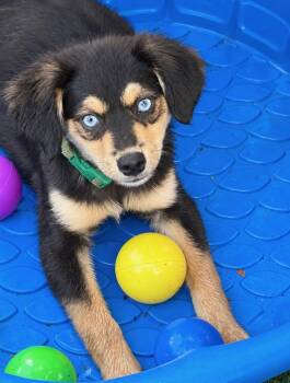 Tennessee -  Chihuahua and Australian Shepherd Dog for Adoption in Pleasant Hill, California - Tennessee | PetCurious