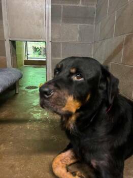 Mushu -  Rottweiler Dog for Adoption in Salem, West Virginia - Mushu | PetCurious