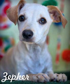 Zepher -  Dachshund Dog for Adoption in Anaheim, California - Zepher | PetCurious