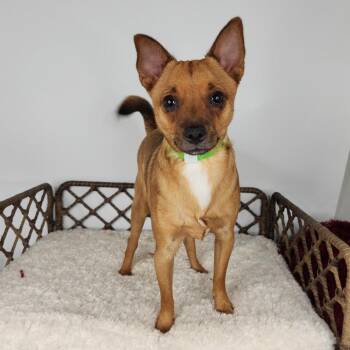 Toaster -  Mixed Breed Dog for Adoption in Fort Wayne, Indiana - Toaster | PetCurious