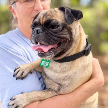 Ditka -  Pug Dog for Adoption in Boerne, Texas - Ditka | PetCurious