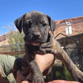 Mixed Breed Dogs Available for Adoption - Petunia | PetCurious