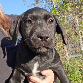 Rescue Mixed Breed Dogs for Adoption in Williston, Florida - Post | PetCurious