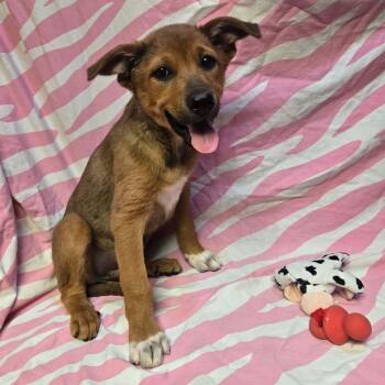 Collie Dogs Available for Adoption in Uxbridge, Massachusetts - Yang | PetCurious